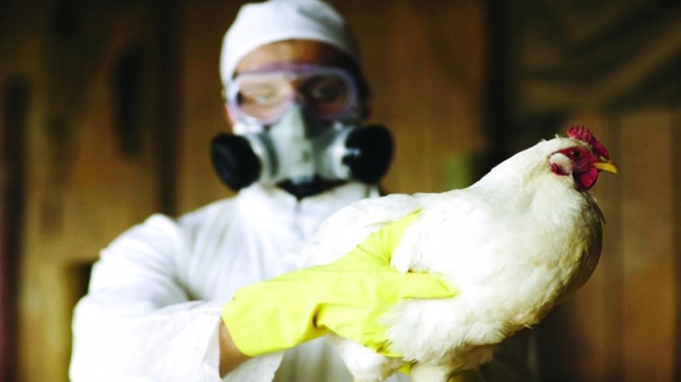 دجاج مقاوم لإنفلونزا الطيور!