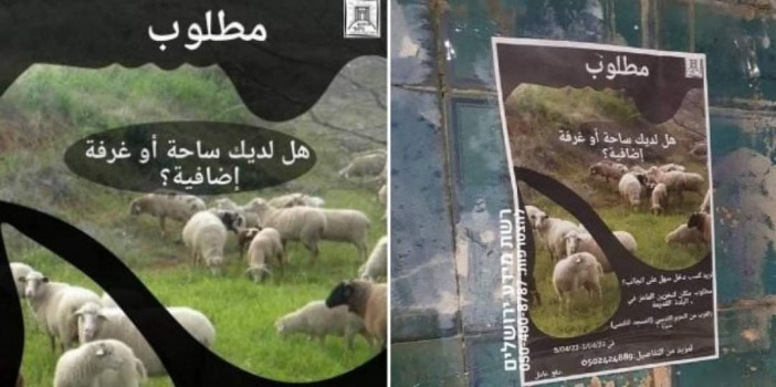 في سابقة خطيرة.. "جماعات الهيكل" تبحث عن مكان لتخزين "قرابين الفصح" بجوار الأقصى
