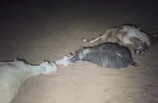 نفوق أغنام بسموم وضعها مستعمرون في "عرب المليحات" بأريحا