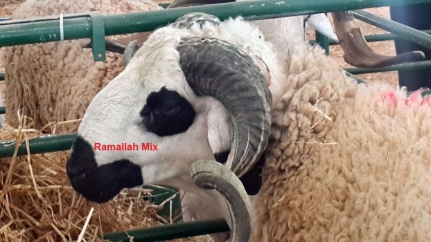 فقط في القدس المحتلة&hellip; ثمن الأضحية 45 ألف شيقل !!