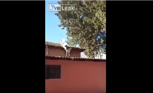 فيديو | بقرة "مجنونة" تقفز على أسطح المنازل قبل أن تسقط بحظيرتها !