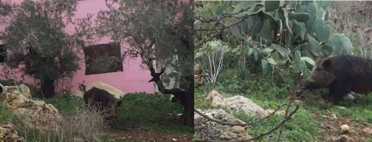 جنين:الخنازير البرية بين بيوت المواطنين في قرية عانين..مناشدات للجهات المختصة بالتدخل!!