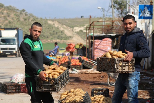 البطاطا ذهب الفارعة الأبيض في مواجهة إغراق السوق الفلسطيني بالإسرائيلية الرديئة المخصصة للأبقار