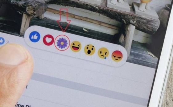 ماذا تعني هذه الزهرة البنفسجية التي ظهرت في "فيسبوك"؟