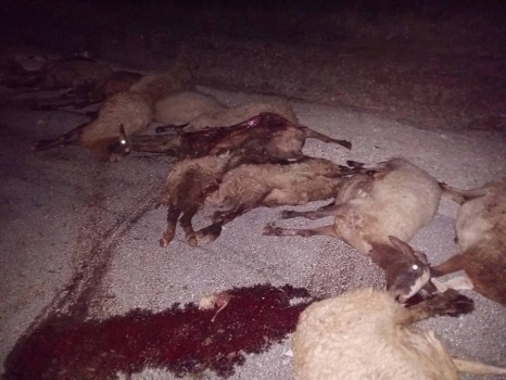 نفوق 25 رأس اغنام دهسها مستوطن في اريحا