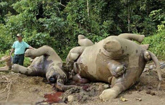 صور| شاهد ماذا فعل هذا الفيل الصغير بعد ان وجد امه جثة هامدة!