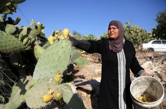 800 طن انتاج سنوي : موسم "الصبر" في الضفة ينتعش - هذه أهم فوائده الصحية