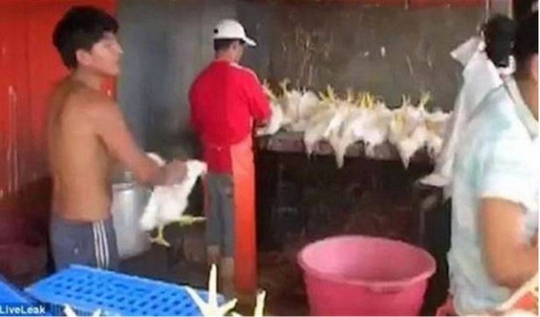بالفيديو.. رجل يعدم الدجاج باستخدام حركة كاراتيه عنيفة