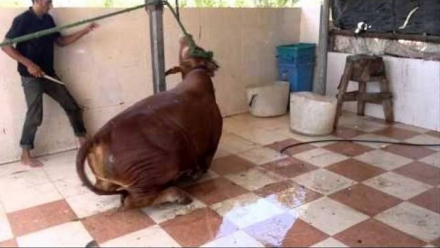 شاهد لحظة وفاة رجل اثناء ذبحه 'أضحيته'!