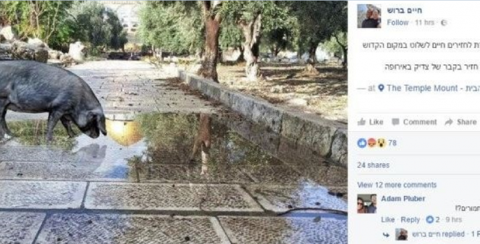 اعتقال متطرف يهودي نشر صورة مفبركة لخنزير داخل الاقصى