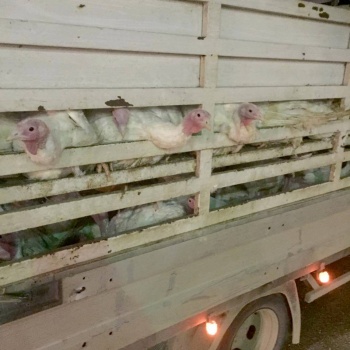 جنين: ضبط كمية من طيور الحبش المهرّبة من إسرائيل