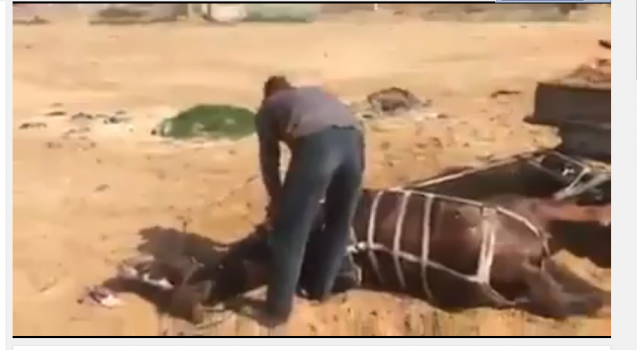 شاهد: شاب من غزة قام بقتل حصانه لانه لم يستطع ان يجر الحمولة