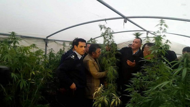 بالصور..شرطة الخليل تكشف مستنبتات ضخمه للمخدرات في وادي الريم بسعير شرقي الخليل .