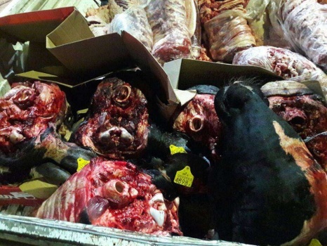 طولكرم: الضابطة الجمركية تتلف رؤوس عجول غير صالحة للإستهلاك الآدمي