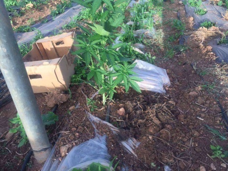 بالصور..شرطة الخليل تضبط 800 شتلة ماريغوانا داخل مشتل في دورا