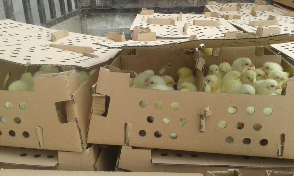 بالصور..ضبط 6500 صوص دجاج مهربة من إسرائيل الى جنين بدون شهادة صحية