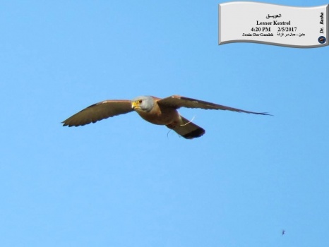 العويسق يحلق في الجبال الشرقية لمحافظة جنين