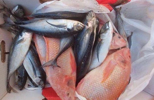 بالصور.. ضبط واتلاف كمية أسماك غير صالح للاستهلاك في رام الله