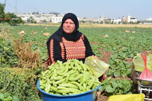 دير بلوط تحتفل بفقوسها