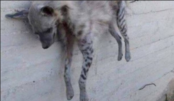 بالصور.. قتلوه وعلّقوه على الحائط في لبنان متباهين