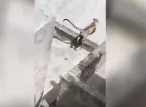 فيديو..نمر وحشي يهجم على عائلة داخل منزلهم!