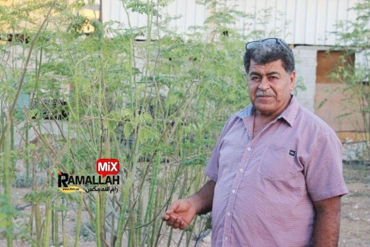 لأول مره في فلسطين.. المهندس جرادات ينجح بزراعة نبات "المورينجا" الطبي