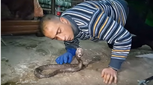 شاهد بالفيديو : تقبيل رأس افعى الكوبرا مع جمال العمواسي !
