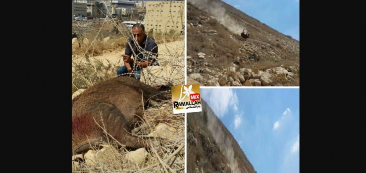 شاهد الاثارة في عملية صيد هذا الخنزير الضخم جدا الذي تدرج من اعلى الجبل !