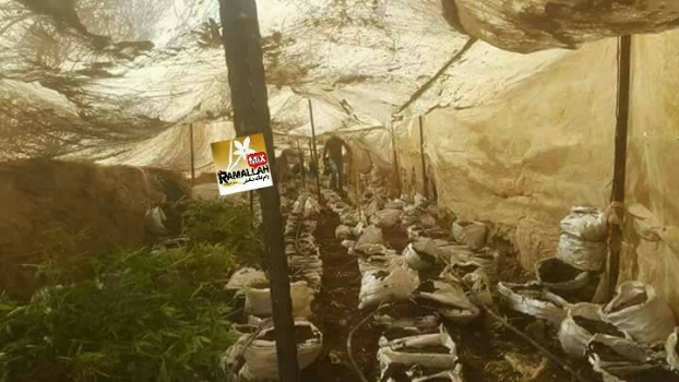 الاستخبارات العسكرية والشرطة يضبطان الف شتلة ماريخوانا  داخل مشتل في منطقة حدودية  باريحا
