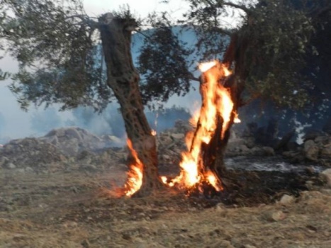 مستوطنون يحرقون أشجار زيتون جنوب نابلس
