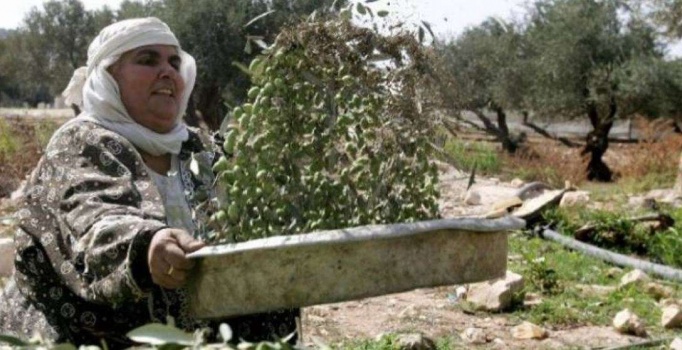 إرشادات للمواطنين خلال قطف الزيتون