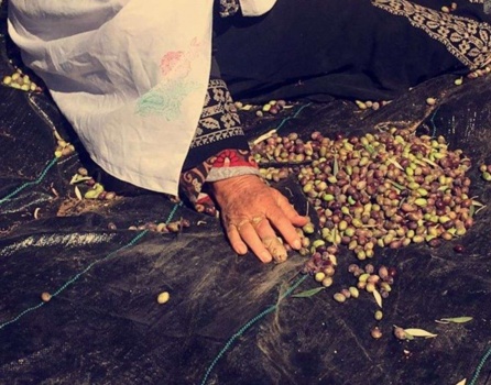 المفتي يدعو لإخراج زكاة الزيت والزيتون