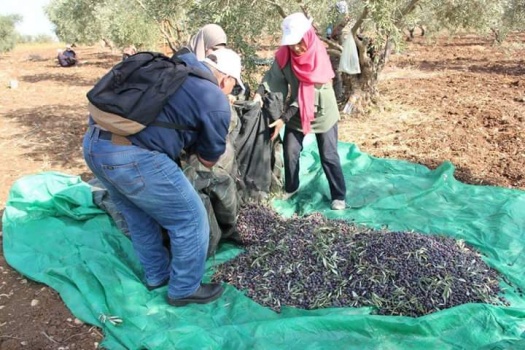 يوم عمل تطوعي لمساعدة المزارعين في قطف ثمار الزيتون في قرية زبوبا غرب جنين