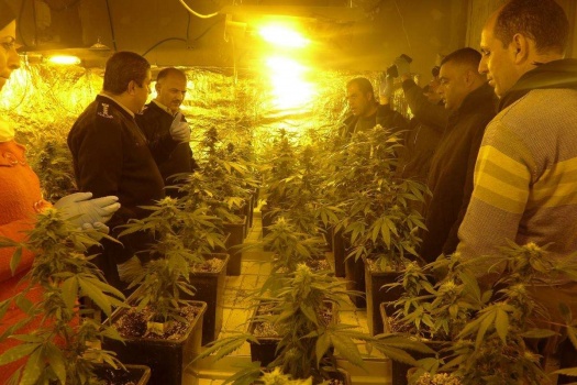 ضبط مشتل ماريجوانا في بلدة السموع