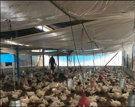 لهذه الاسباب لا يشتري الغزيون الدجاج