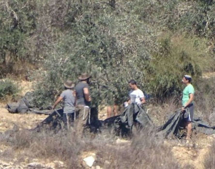 مستوطنون يسرقون ثمار٢٨٠ شجرة زيتون