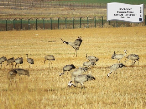 بالصور..مرج ابن عامر يستقطب العديد من الطيور المهاجرة