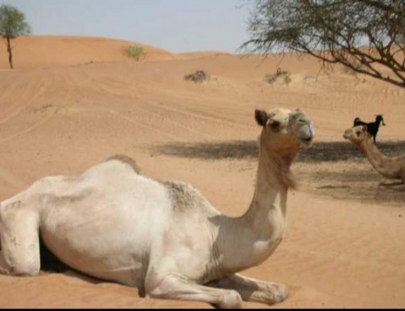 علماء: دم الجمل يساعد في صناعة عقاقير جديدة