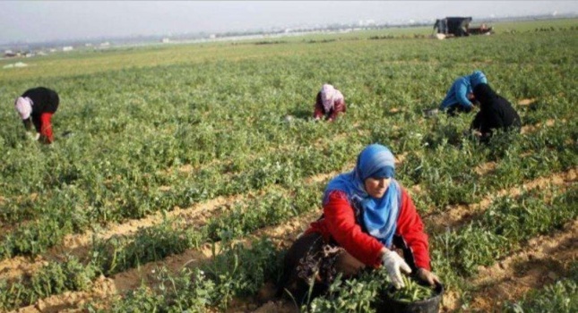الفلسطينيات: ارتفاع الاقبال على التعليم ونصفهن عاطلات عن العمل
