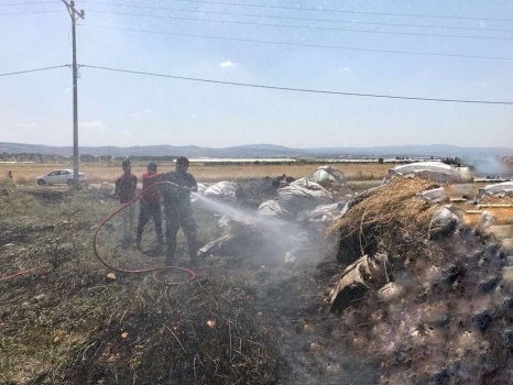 إخماد حريق محصول قمح بجنين و أشجار في بلدة عرابة