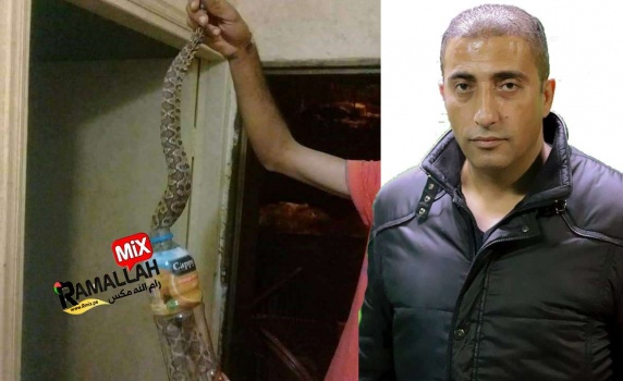 شاهد: "قرصتها والقبر"..العمواسي يحذر المواطنين من محاولة صيد أفعى فلسطين باليد!!