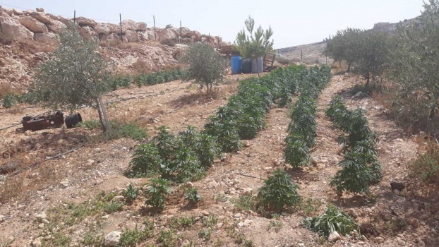 بالصور...الاستخبارات والشرطةوالنيابة يضبطون 405 اشتال مخدرة في السموع جنوب الخليل.