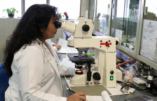 علماء يابانيون يستخدمون خلايا جذعية «مبرمجة» لمحاربة «الشلل الرعاش»