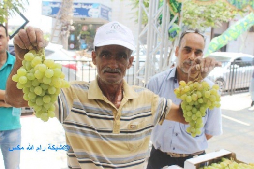 بالصور.. إفتتاح مهرجان العنب في جنين