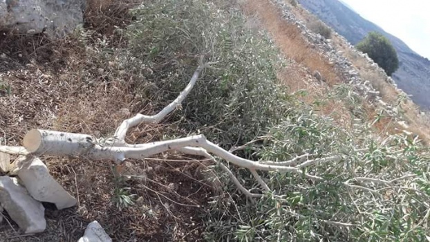 بالصور..مستوطنون يحطمون عشرات أشجار الزيتون في بلدة عرابة جنوب جنين