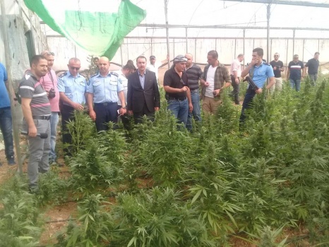 بالصور..الشرطة تضبط 2600 شتلة مخدرة داخل مشتل كبير في السموع جنوب الخليل.