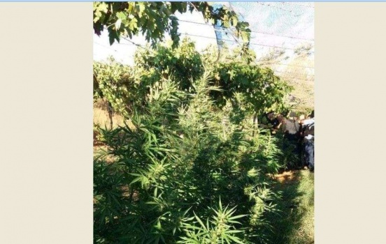 فيديو وصور.. الشرطة بمساندة الوطني تضبط مشتل ضخم للمخدرات في قرية الزعيّم شمال شرق القدس