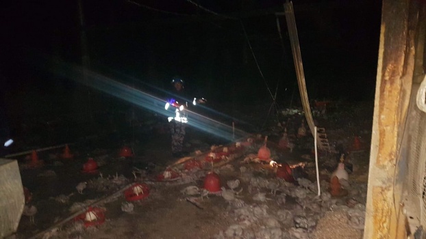 صور..نفوق 7000 طير دجاج نتيجة حريق مزرعة  في بلدة بزاريا شرق طولكرم