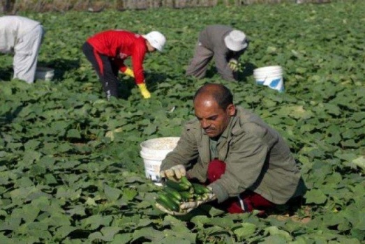 وزير الزراعة: حوّلنا 4 مليون دولار لصالح 178 مزارعا متضررا في غزة