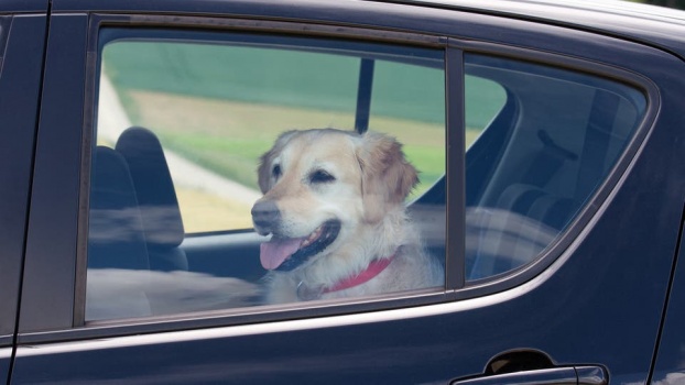 بعد تعطل المكيف.. الحرارة تقتل 3 كلاب في سيارة أميركية